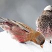 Black Rosy-Finch